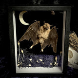 Flying Bat Frame