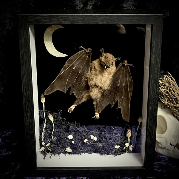 Flying Bat Frame