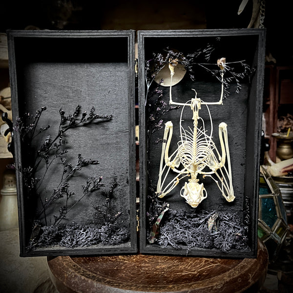 Fruit Bat Skeleton - Curio Box