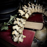 Articulated human spine