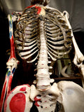 Medical skeleton