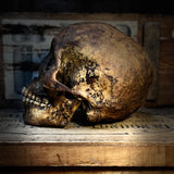 Human skull with mandible