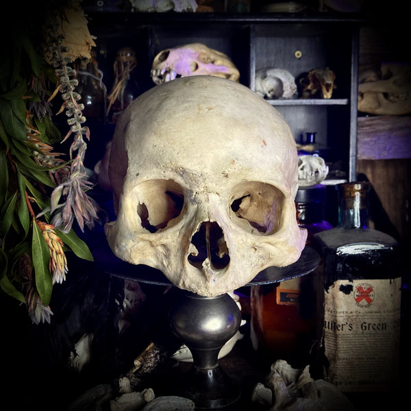 A geriatric human skull