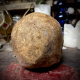 Human skull