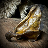 Human scapula (shoulder blade)