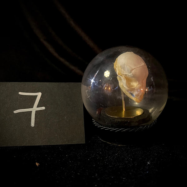 Item 7. Puppy skull dome