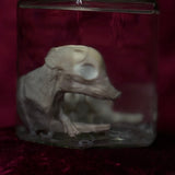 Wet Specimen “Foetal Piglet”