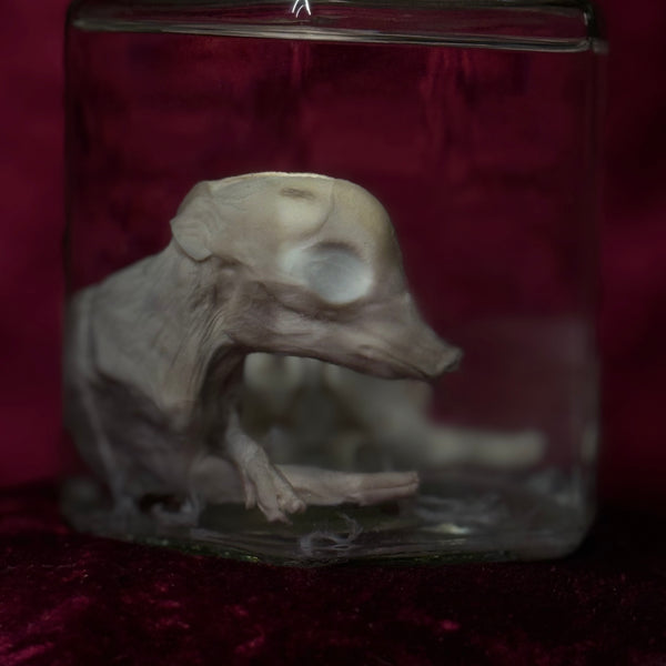 Wet Specimen “Foetal Piglet”