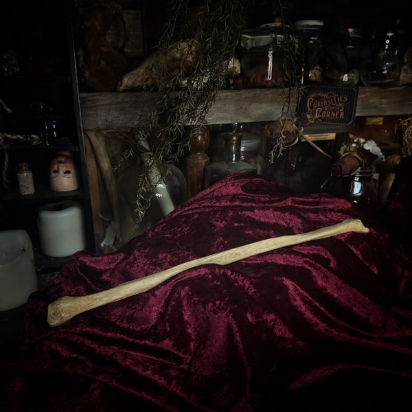 Adam Rouilly Human fibula (lower leg bone)