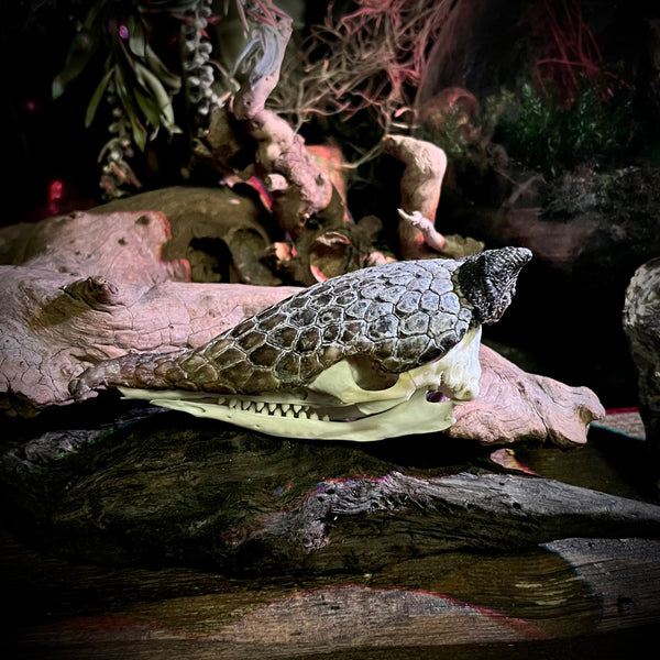 Armadillo skull