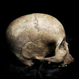 Human skull