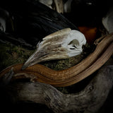 Trumpeter hornbill skull