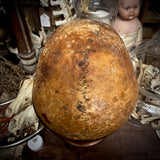 Human skull *COMPETITION*