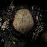 Human skull