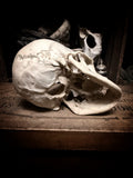 Medically prepared human skull