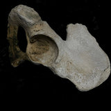 Human hip bone