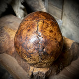 Human skull