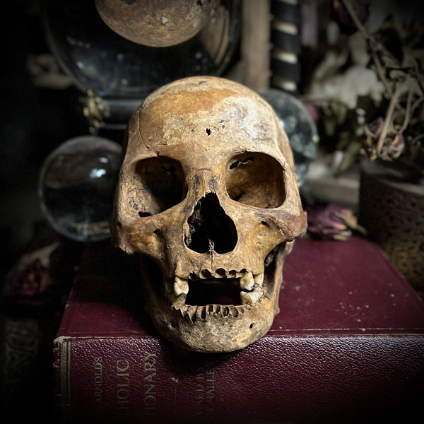 Human skull with mandible