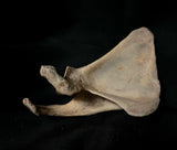 Human scapula (shoulder blade)