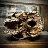 Human skull