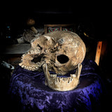 Human skull