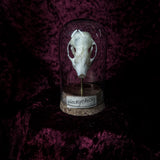 “Hedgehog skull” in a glass dome