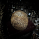 Human skull