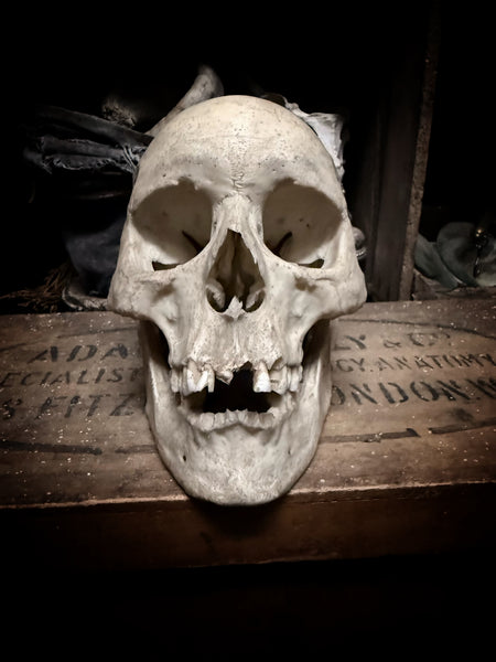 Medically prepared human skull
