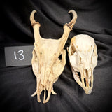Item 13. Two deer skulls