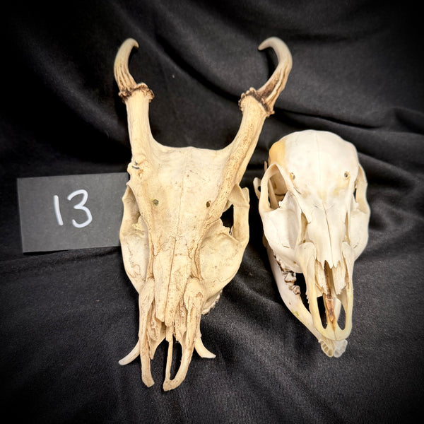 Item 13. Two deer skulls