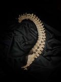 Articulated human spine