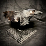 Item 2. Taxidermy jackdaw