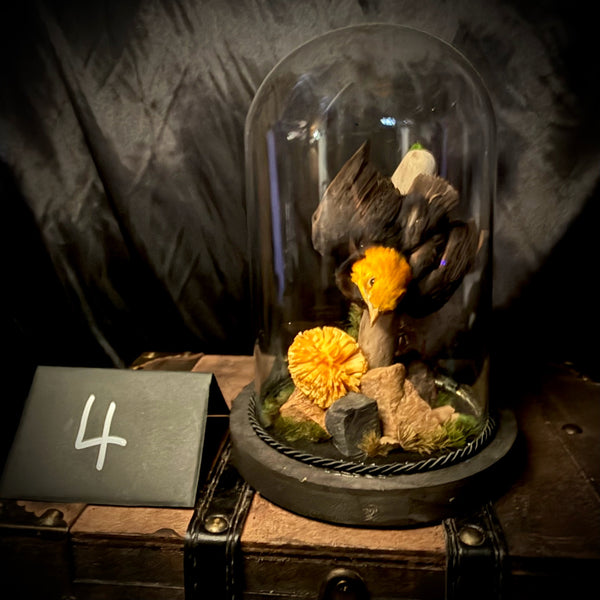 Item 4. Taxidermy manakin dome
