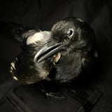 Item 4. Taxidermy magpie