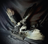 Item 3. Taxidermy magpie