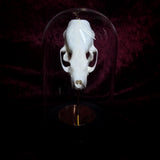 “Mink skull” in a glass dome