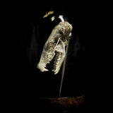 “Mole skull” in a glass dome