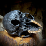 Human skull