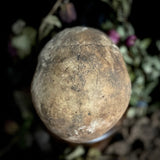 A human skull