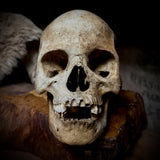 Human skull with mandible