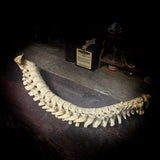 Articulated human spine and sacrum