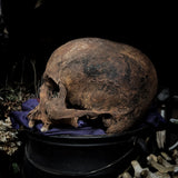 Human skull