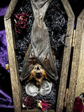 Taxidermy Fruit Bat - Mini Curio Coffin