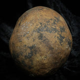 Human skull