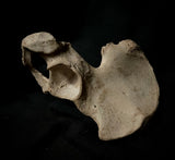 Human hip bone