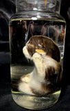 Item 6. Wet kitten