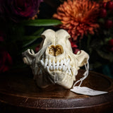 Dog Skull - A Male “Corgi”