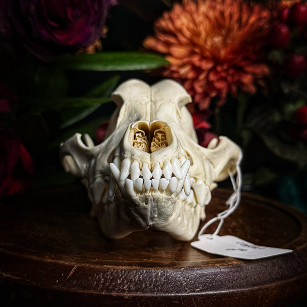 Dog Skull - A Male “Corgi”