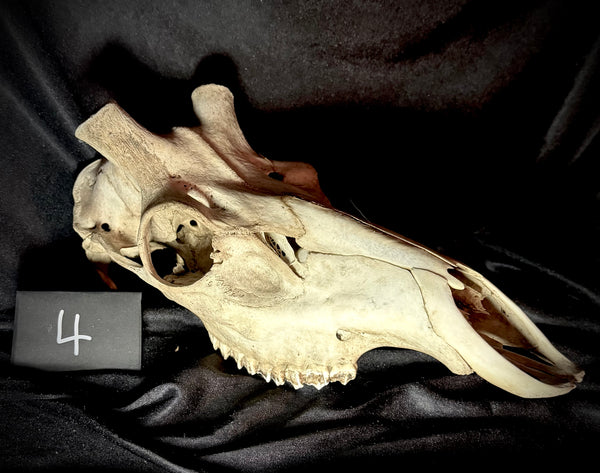 Item 4. Stag skull
