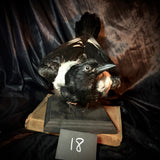 Item 18. Taxidermy magpie